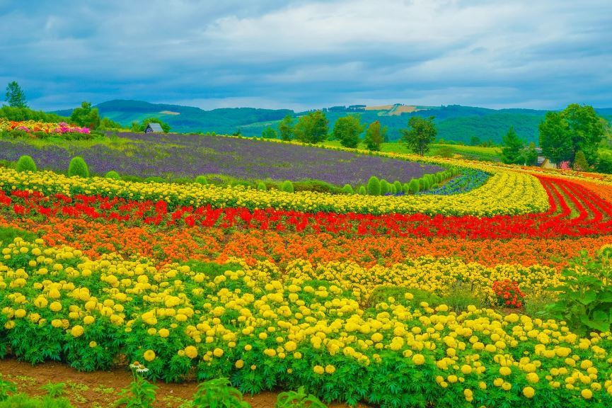 花畑